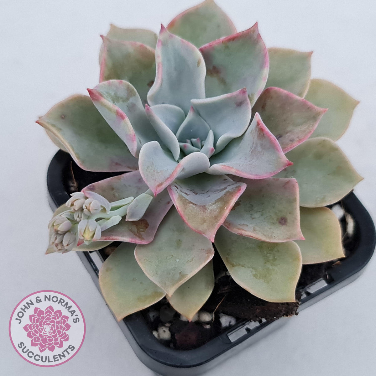 Graptoveria 'Coconut Ice'