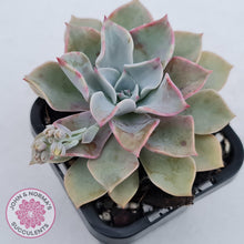 Load image into Gallery viewer, Graptoveria Coconut Ice - John &amp; Norma&#39;s Succulents
