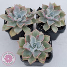 Graptoveria 'Coconut Ice'
