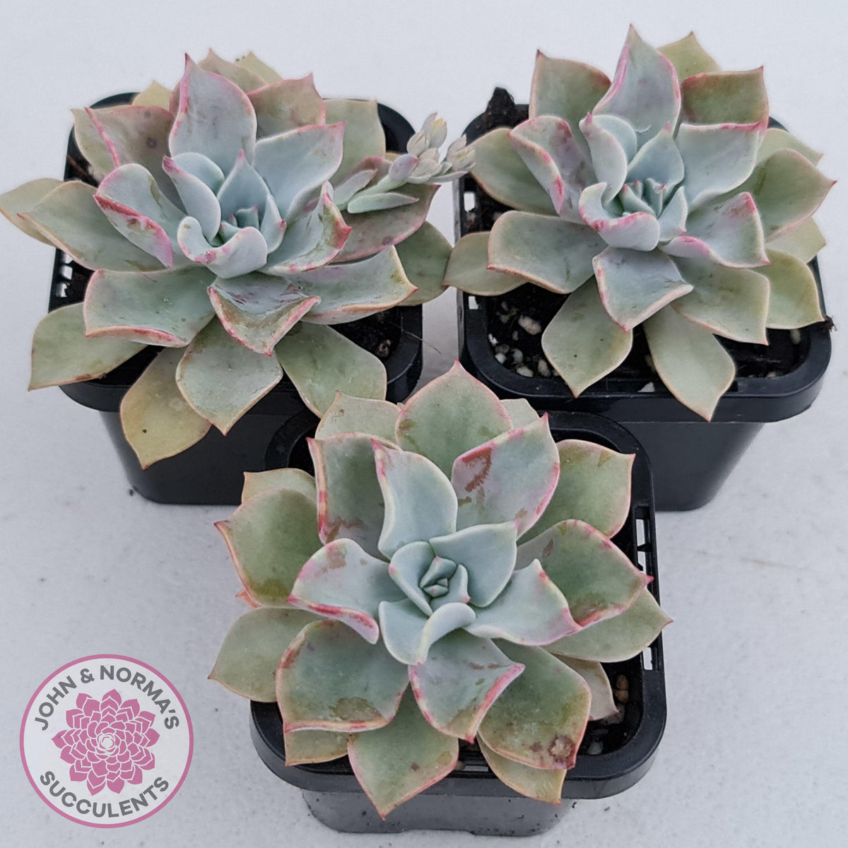 Graptoveria 'Coconut Ice'