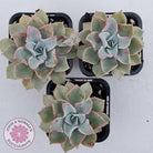 Graptoveria 'Coconut Ice'