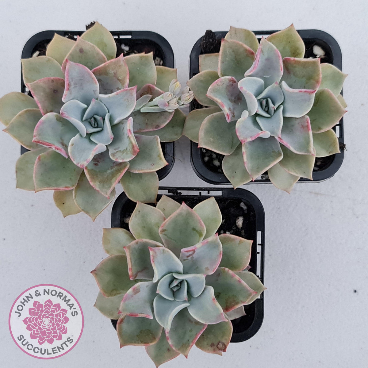 Graptoveria 'Coconut Ice'