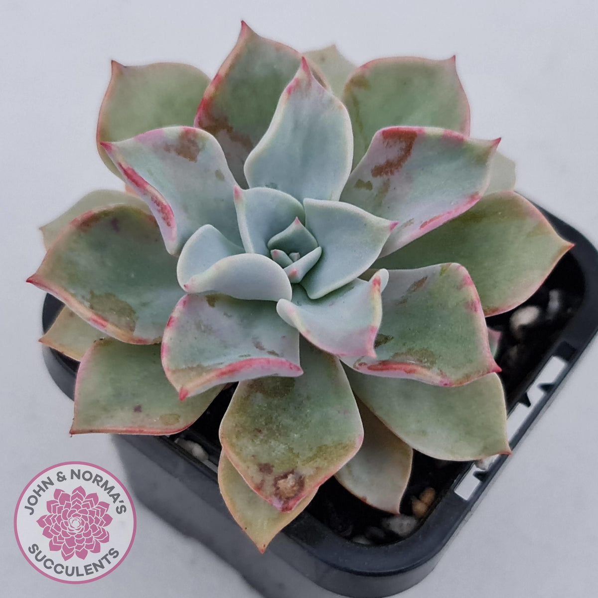 Graptoveria 'Coconut Ice'