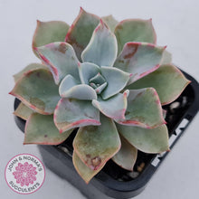 Load image into Gallery viewer, Graptoveria Coconut Ice - John &amp; Norma&#39;s Succulents
