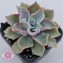 Load image into Gallery viewer, Graptoveria Coconut Ice - John &amp; Norma&#39;s Succulents
