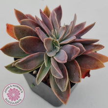 Load image into Gallery viewer, Graptoveria Fred Ives Crested - John &amp; Norma&#39;s Succulents
