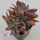 Graptoveria Fred Ives Crested