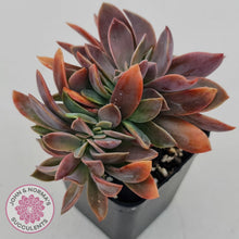 Load image into Gallery viewer, Graptoveria Fred Ives Crested - John &amp; Norma&#39;s Succulents
