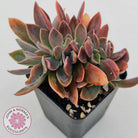 Graptoveria Fred Ives Crested