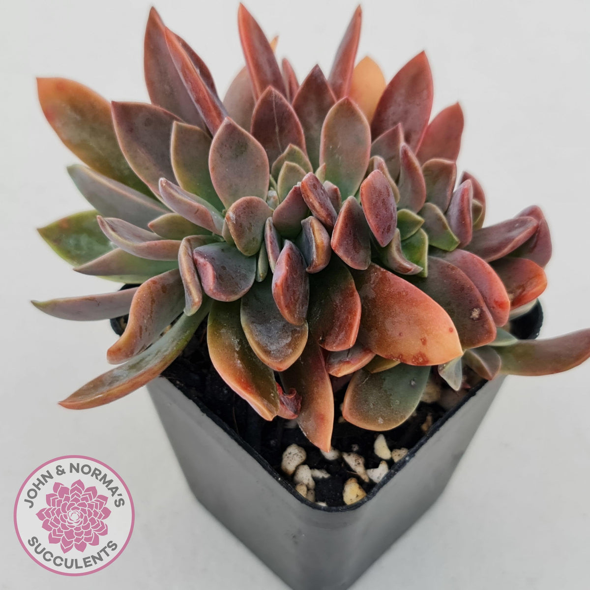 Graptoveria Fred Ives Crested