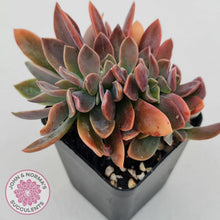 Load image into Gallery viewer, Graptoveria Fred Ives Crested - John &amp; Norma&#39;s Succulents
