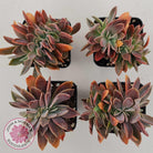 Graptoveria Fred Ives Crested