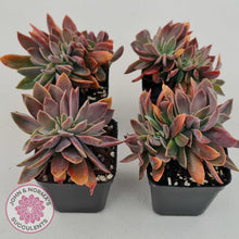 Load image into Gallery viewer, Graptoveria Fred Ives Crested - John &amp; Norma&#39;s Succulents
