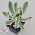 Graptoveria Fred Ives Variegata (White Variegation)