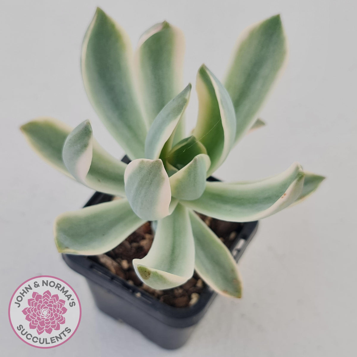 Graptoveria Fred Ives Variegata (White Variegation)