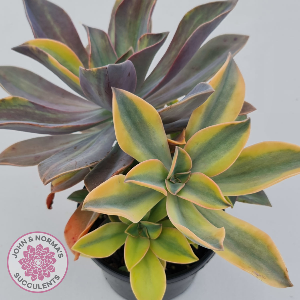 Graptoveria 'Fred Ives Variegata' (Yellow/Gold Variegation)