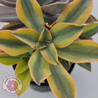 Graptoveria 'Fred Ives Variegata' (Yellow/Gold Variegation)