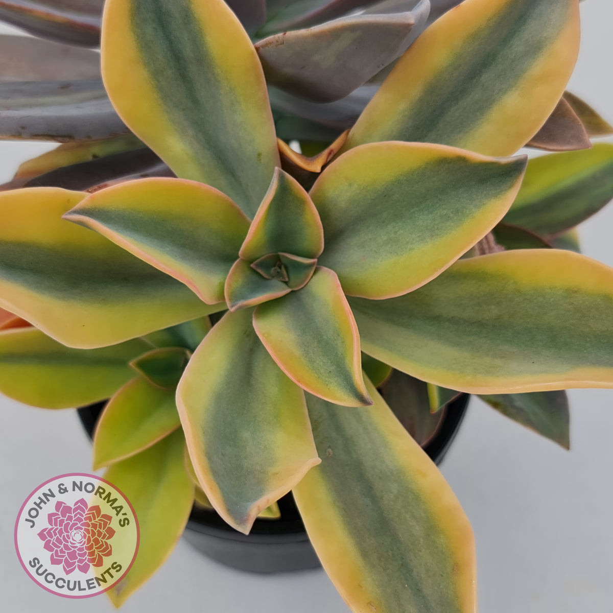 Graptoveria 'Fred Ives Variegata' (Yellow/Gold Variegation)