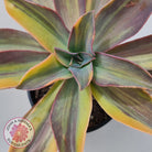 Graptoveria 'Fred Ives Variegata' (Yellow/Gold Variegation)