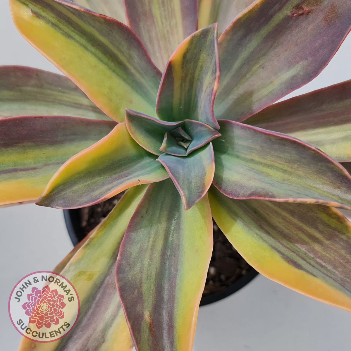 Graptoveria 'Fred Ives Variegata' (Yellow/Gold Variegation)