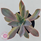 Graptoveria 'Fred Ives Variegata' (Yellow/Gold Variegation)
