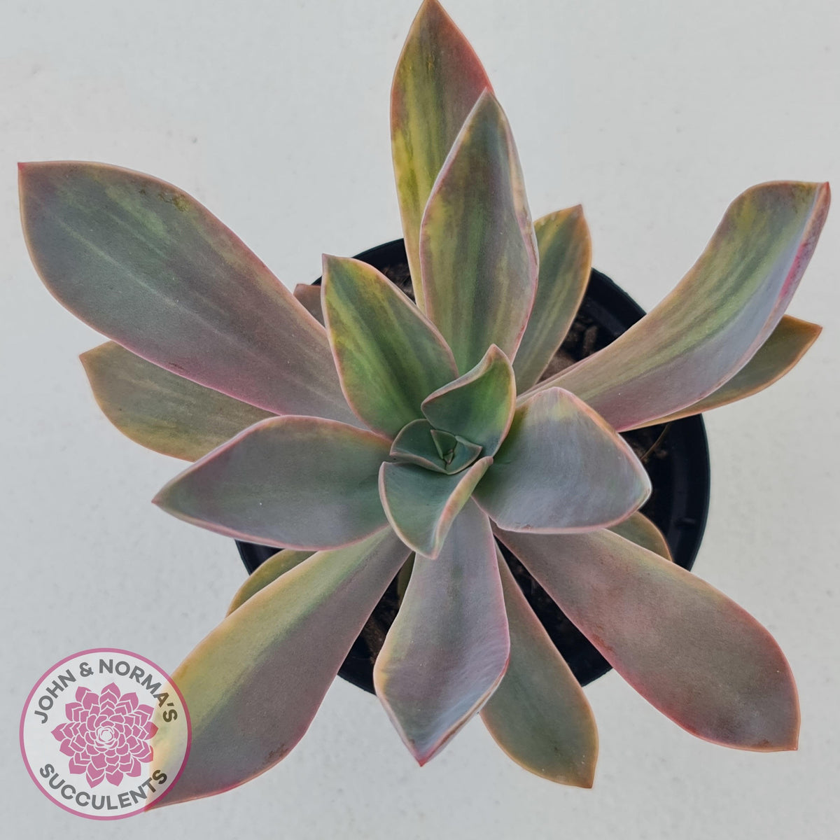 Graptoveria 'Fred Ives Variegata' (Yellow/Gold Variegation)