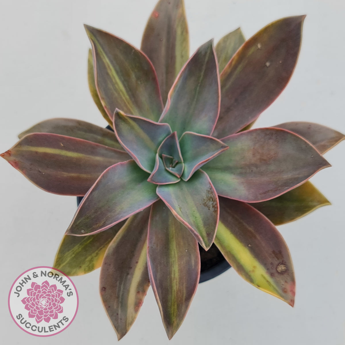 Graptoveria 'Fred Ives Variegata' (Yellow/Gold Variegation)