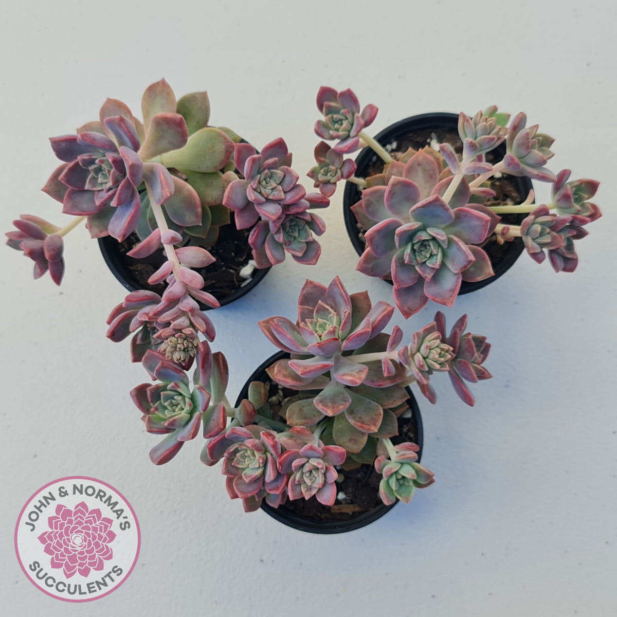 Graptoveria Rose Queen - Small form