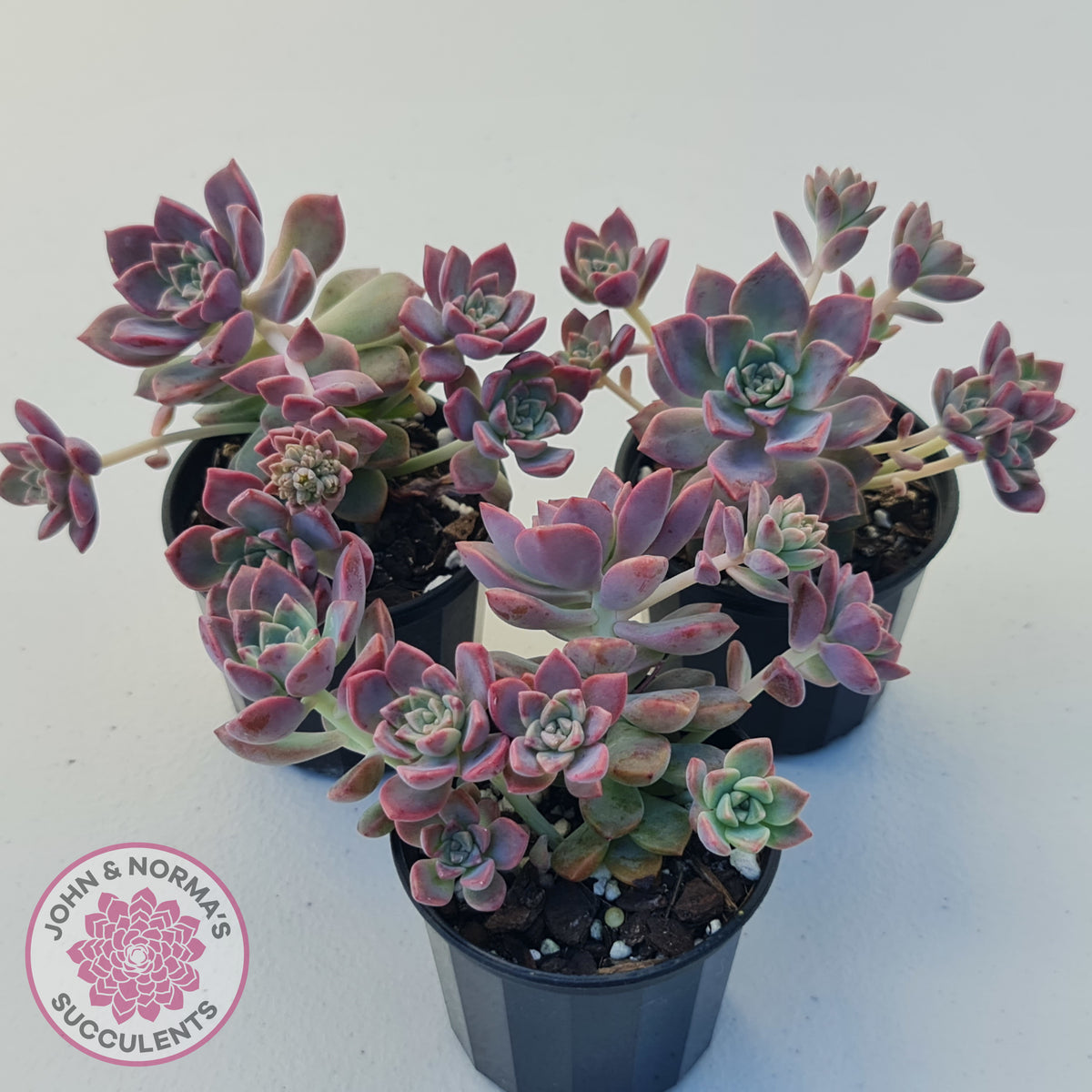 Graptoveria Rose Queen - Small form