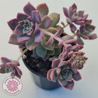 Graptoveria Rose Queen - Small form