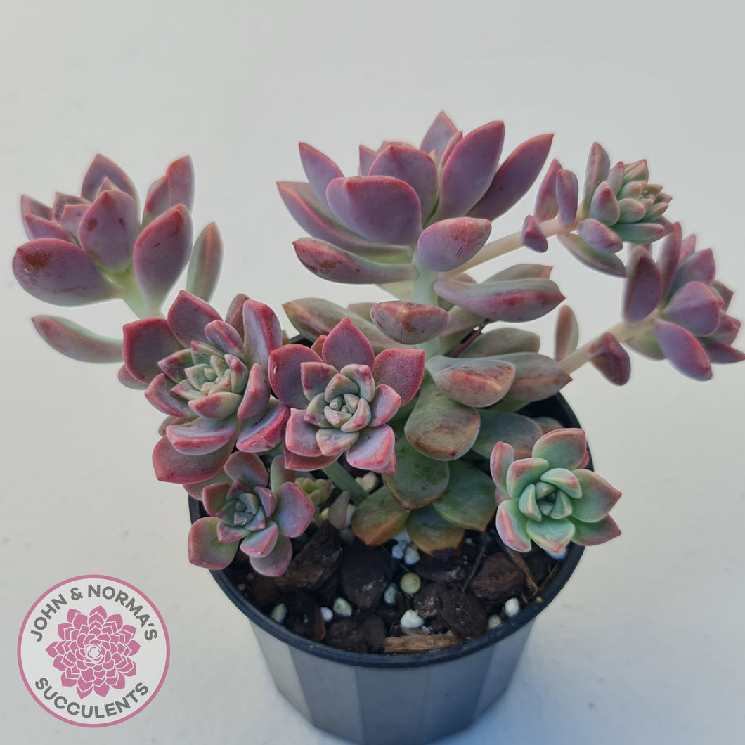 rose queen succulent Buy Graptoveria Rose Queen - Small form Australia