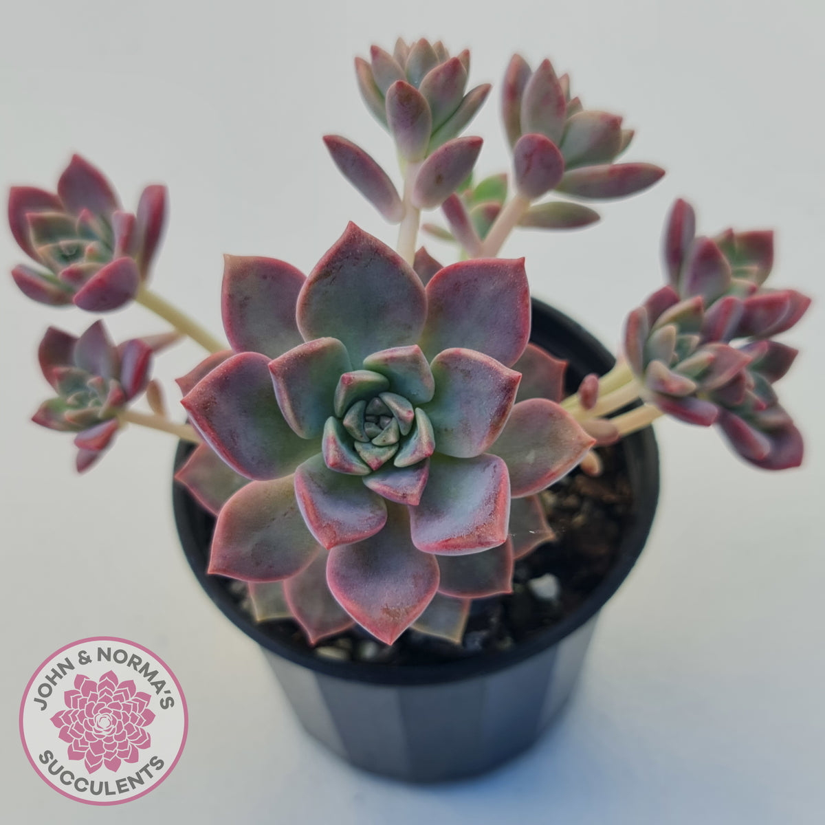 Graptoveria Rose Queen - Small form