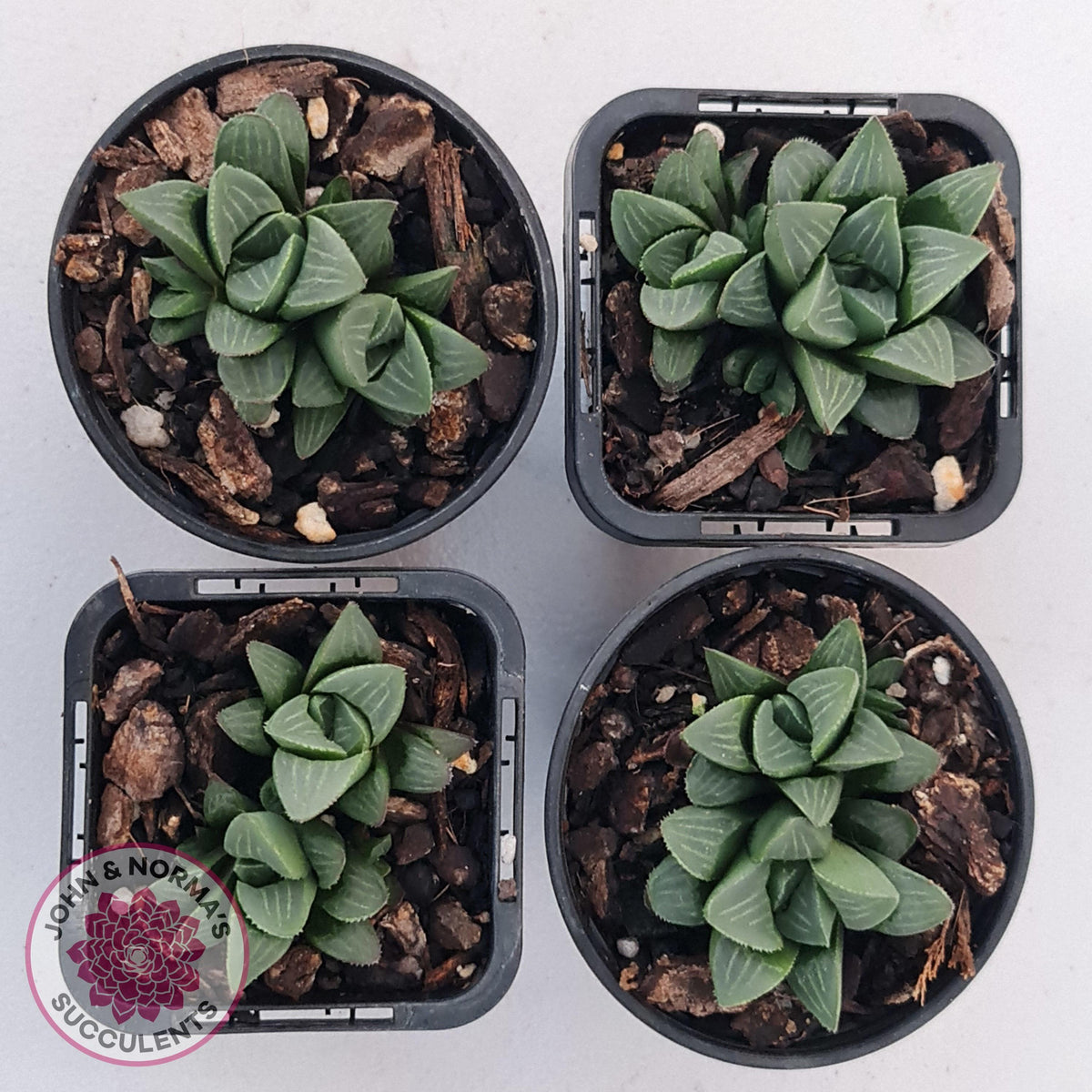 Haworthia Heidelbergensis