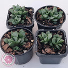 Haworthia Heidelbergensis