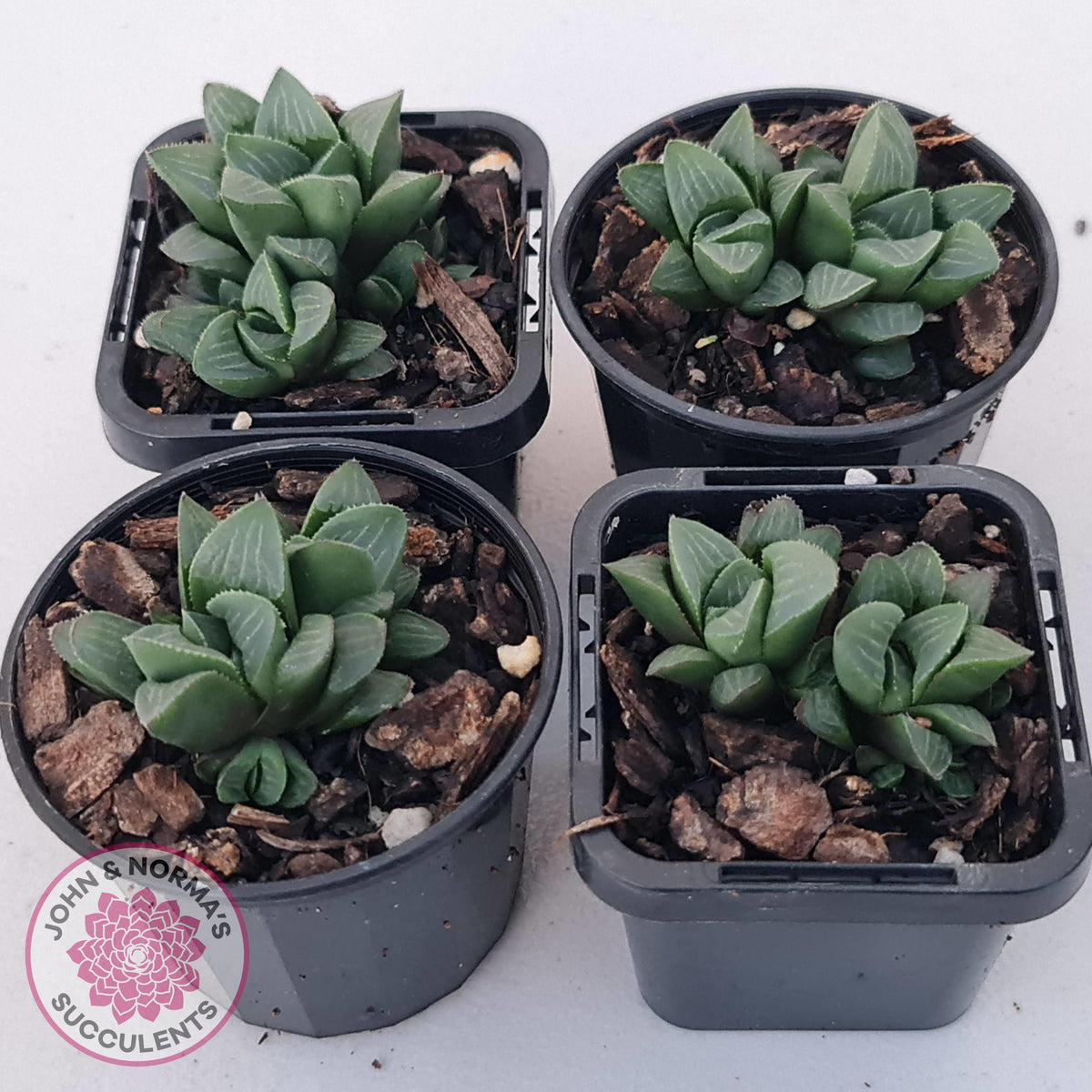 Haworthia Heidelbergensis