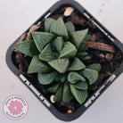 Haworthia Heidelbergensis