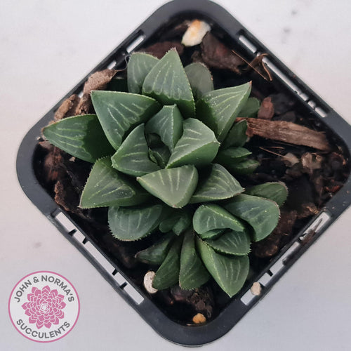 Haworthia Heidelbergensis - John & Norma's Succulents Australia