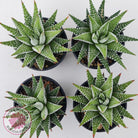 Haworthiopsis attenuata 'Wide Zebra'