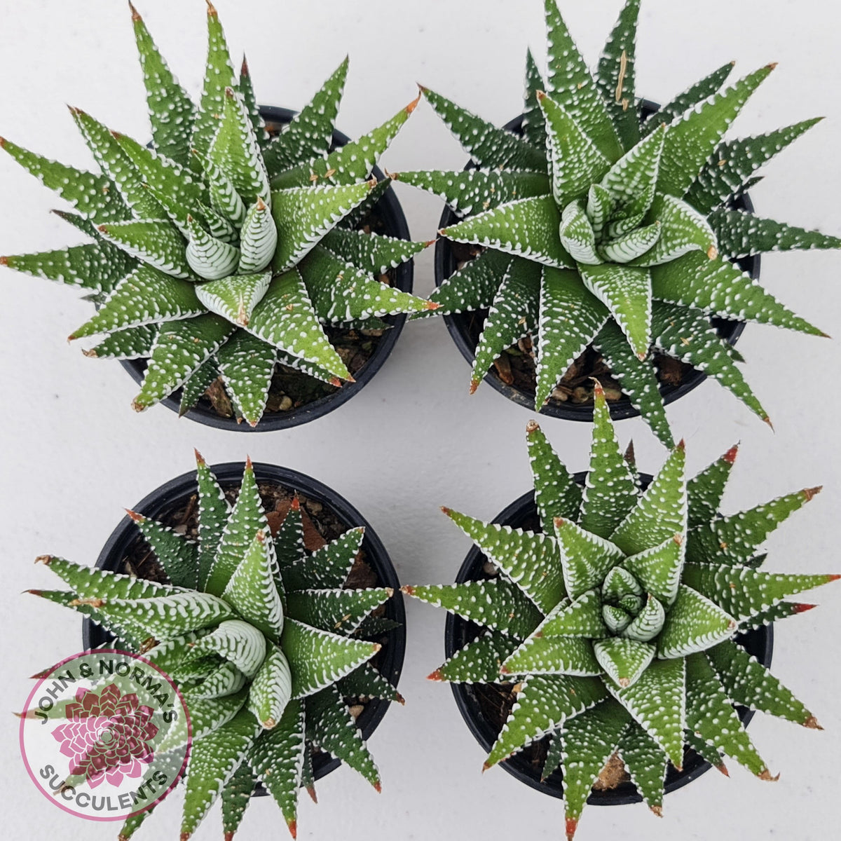 Haworthiopsis attenuata 'Wide Zebra'