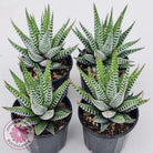 Haworthiopsis attenuata 'Wide Zebra'