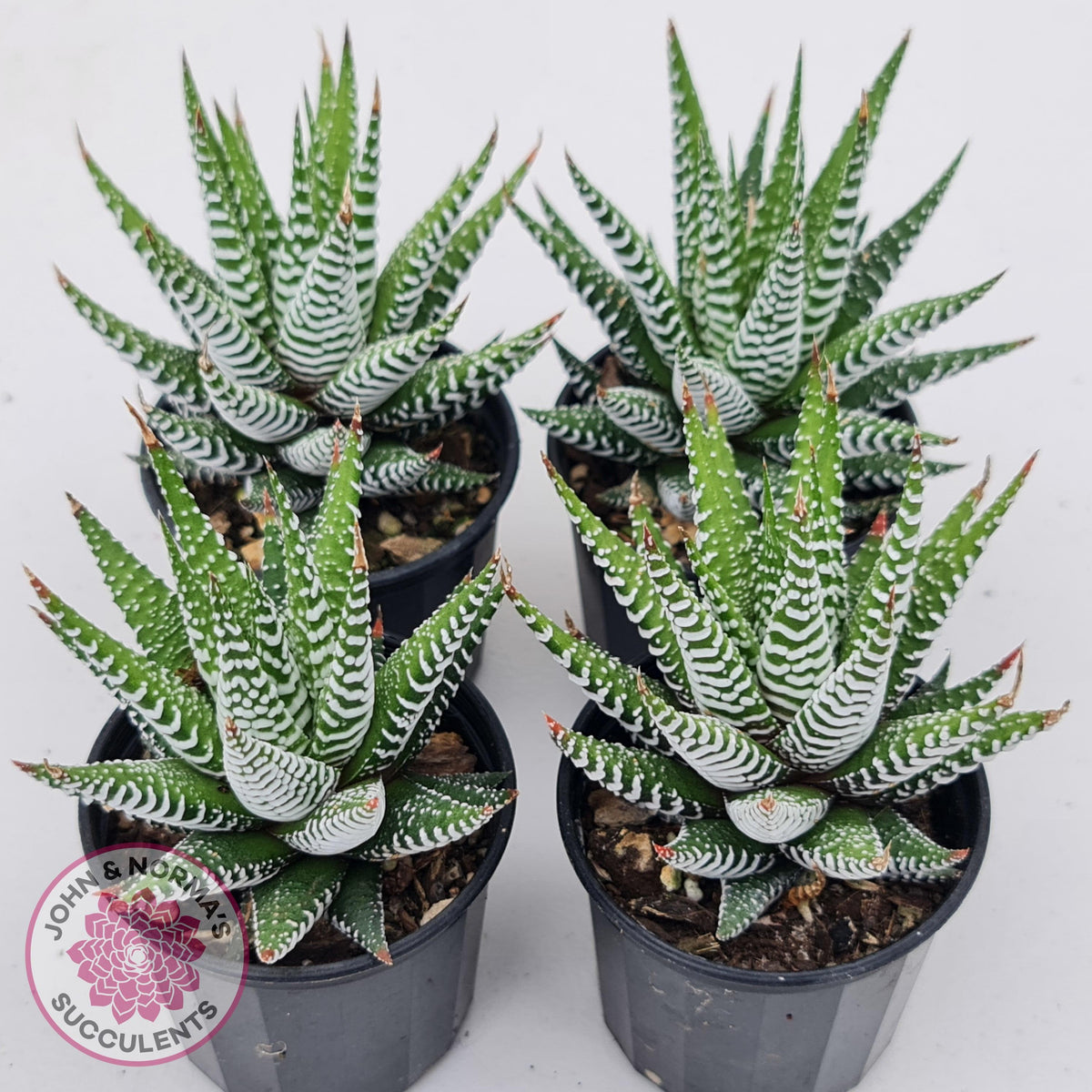 Haworthiopsis attenuata 'Wide Zebra'