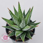 Haworthiopsis attenuata 'Wide Zebra'