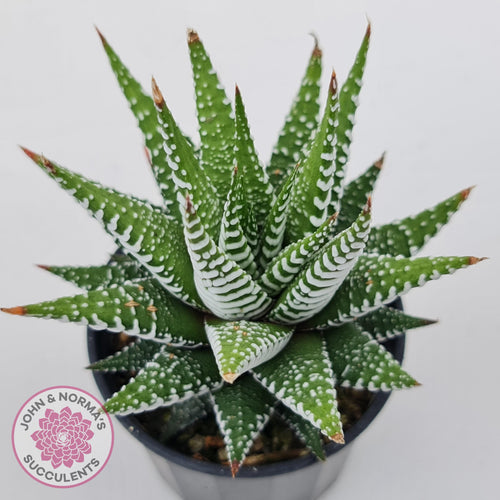 Haworthiopsis attenuata 'Wide Zebra' - John & Norma's Succulents Australia