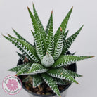 Haworthiopsis attenuata 'Wide Zebra'