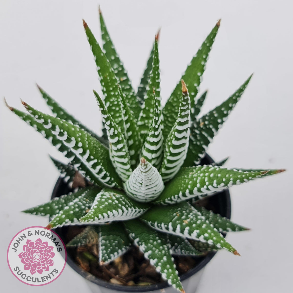 Haworthiopsis attenuata 'Wide Zebra'