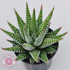 Haworthiopsis attenuata 'Wide Zebra'