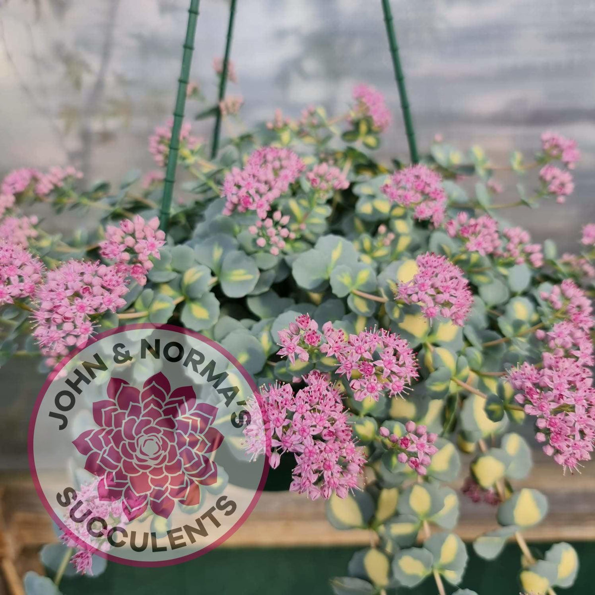 Hylotelephium sieboldii f. variegatum aka Sedum sieboldii variegata