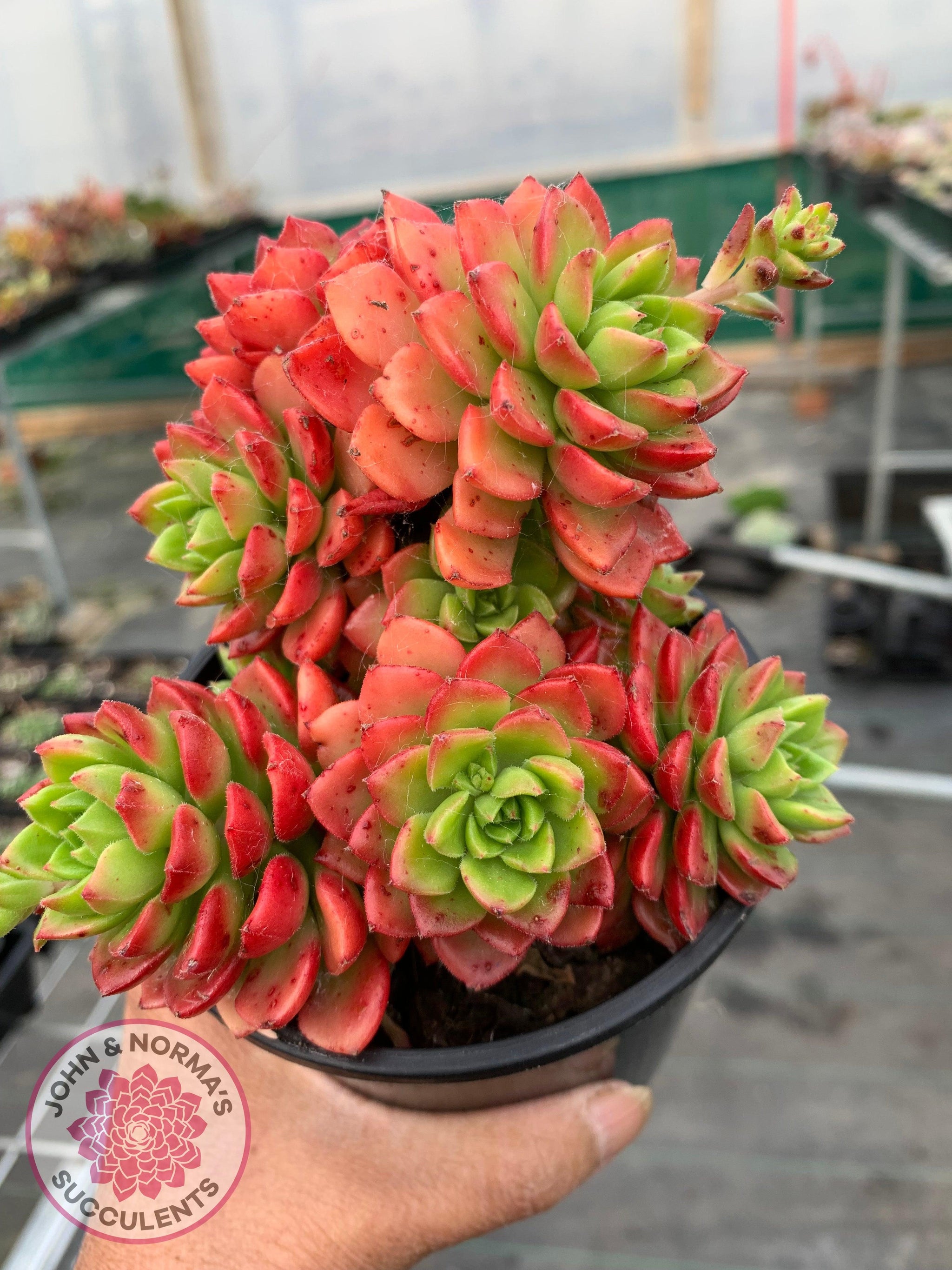 letizia succulent Buy Sedeveria Letizia (w pups) Australia