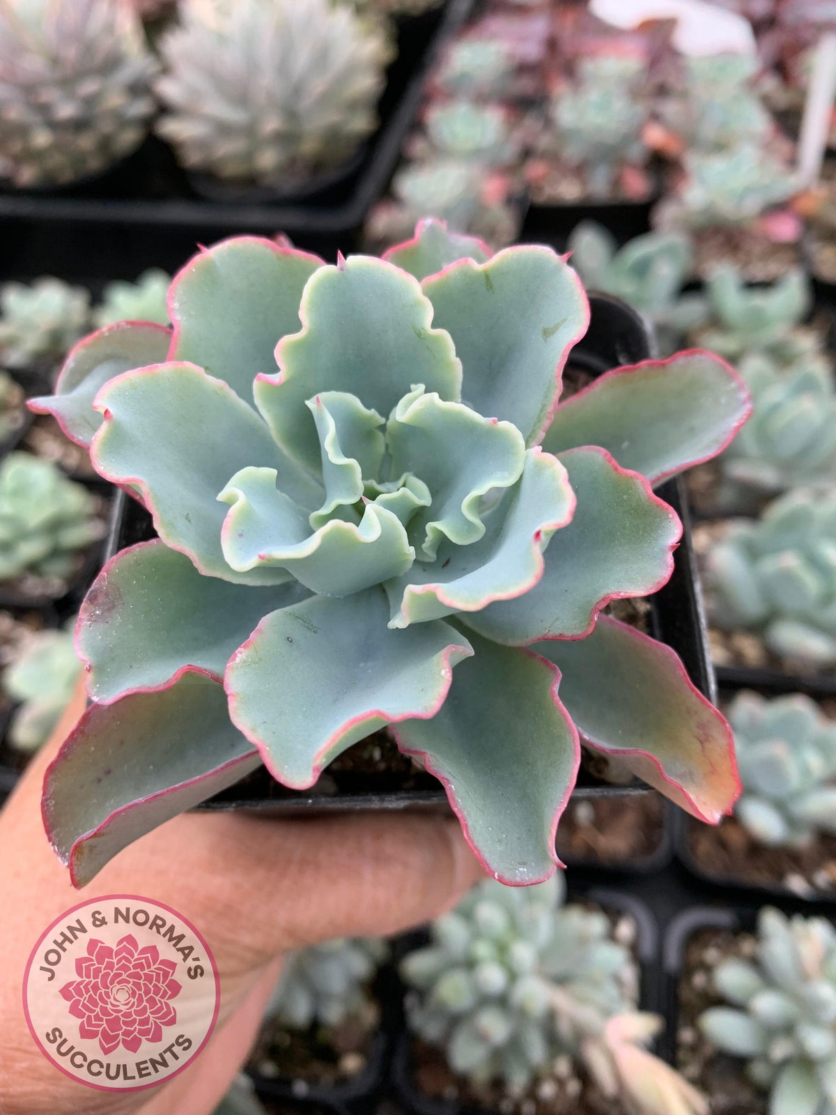 Echeveria 'Aquarius'