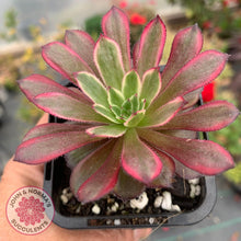 Load image into Gallery viewer, Aeonium Mardi Gras - John &amp; Norma&#39;s Succulents
